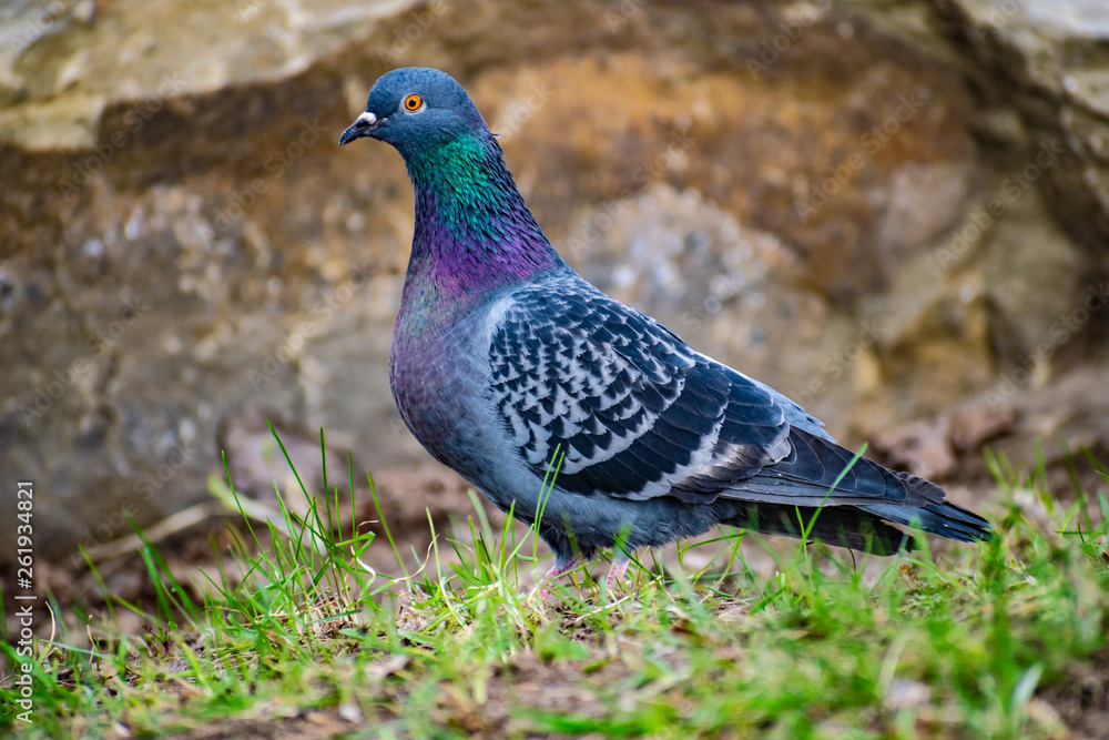 Beautiful and colorful dove. Blue bird of the pigeon family. Walks in the spring through the woods on the ground and grass in the light of a Sunny sunset. Beautiful and colorful dove. Blue bird of the pigeon family. Walks in the spring through the woods on the ground and grass in the light of a Sunny sunset.