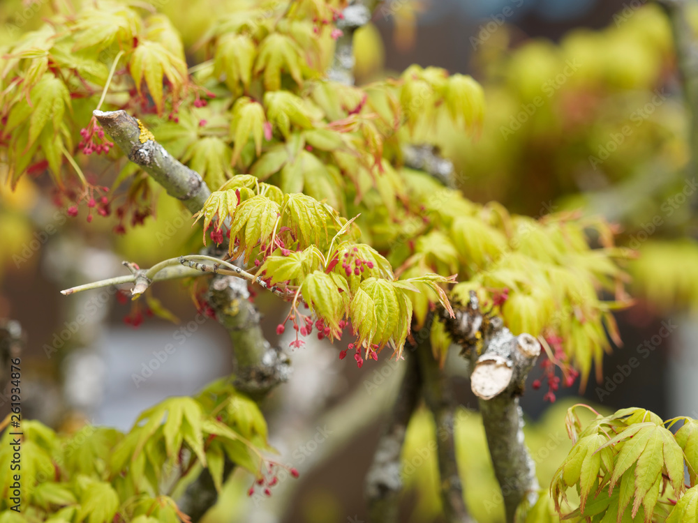 Acer palmatum - Erable palmé ou érable japonais