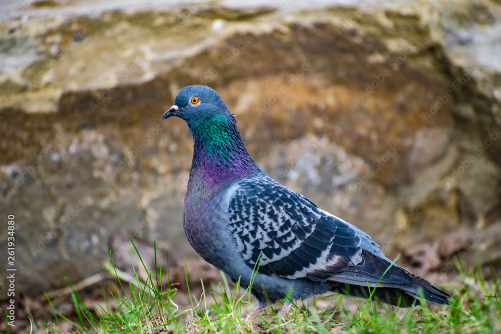 Beautiful and colorful dove. Blue bird of the pigeon family. Walks in the spring through the woods on the ground and grass in the light of a Sunny sunset. Beautiful and colorful dove. Blue bird of the pigeon family. Walks in the spring through the woods on the ground and grass in the light of a Sunny sunset.