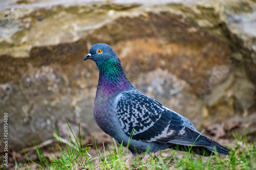 Beautiful and colorful dove. Blue bird of the pigeon family. Walks in the spring through the woods on the ground and grass in the light of a Sunny sunset.