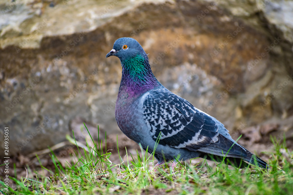 Beautiful and colorful dove. Blue bird of the pigeon family. Walks in the spring through the woods on the ground and grass in the light of a Sunny sunset. Beautiful and colorful dove. Blue bird of the pigeon family. Walks in the spring through the woods on the ground and grass in the light of a Sunny sunset.