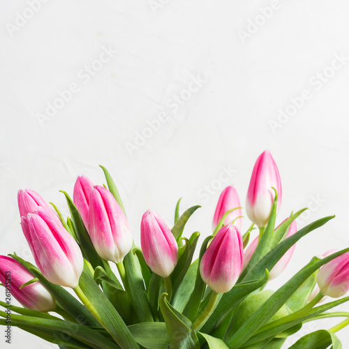 Bouquet of pink tulips on a white stone wall background. The concept of the holiday and the beginning of spring.
