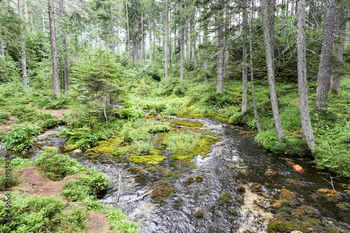 Foto Brook in the pine forest, inflowing in Grüner See. Austria.