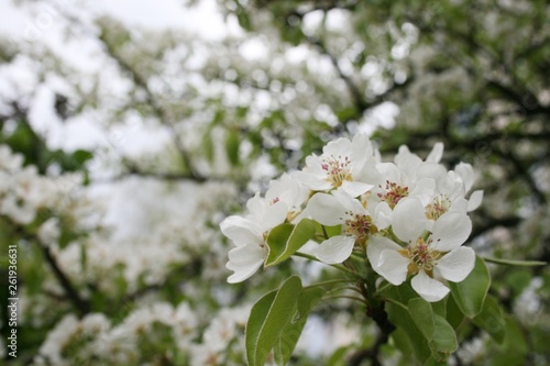 Flowering cherry orchard