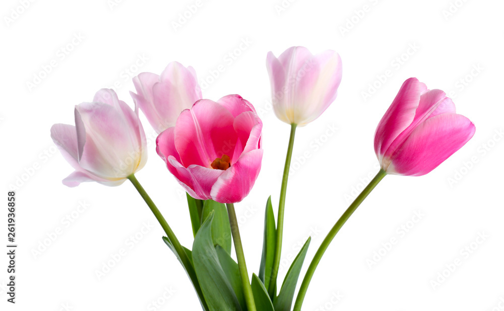 Beautiful tulip flowers on white background Beautiful tulip flowers on white background