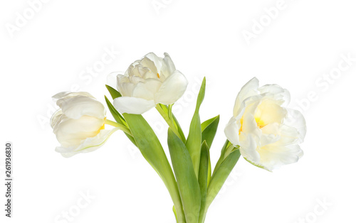 Beautiful tulip flowers on white background