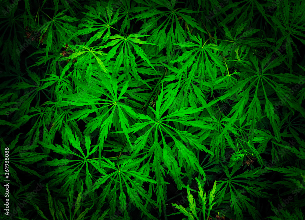 Obraz premium Japanese maple (acer palmatum) leaves close up in spring - green type