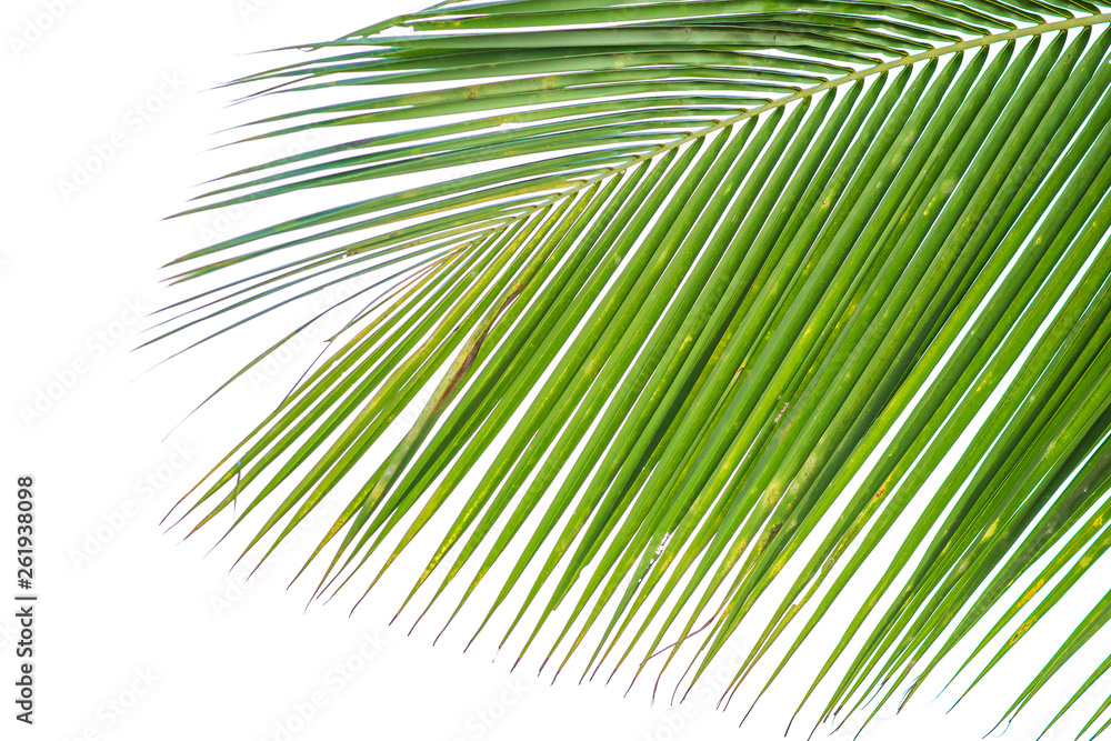 The tip of the coconut leaf, light green, white background The tip of the coconut leaf, light green, white background