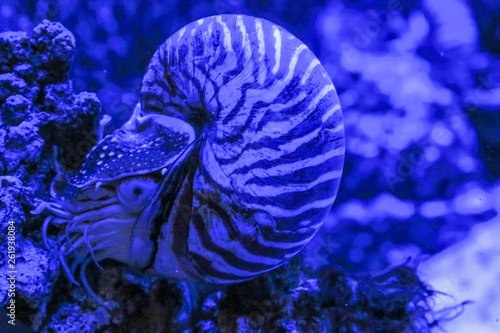Nautilus Pompilius clam sits on a coral. Photo in blue