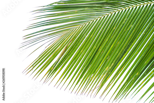 The tip of the coconut leaf, light green, white background