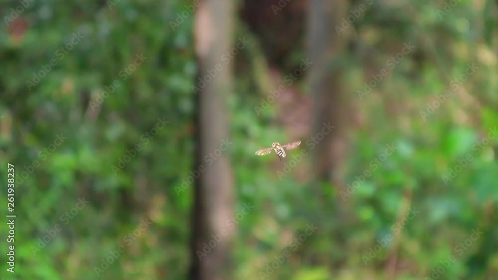 ホバリングする虫 ホバリングする虫