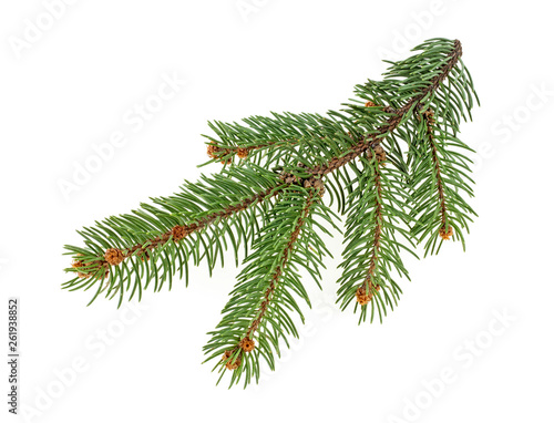 Green fir branch for christmas isolated on white background