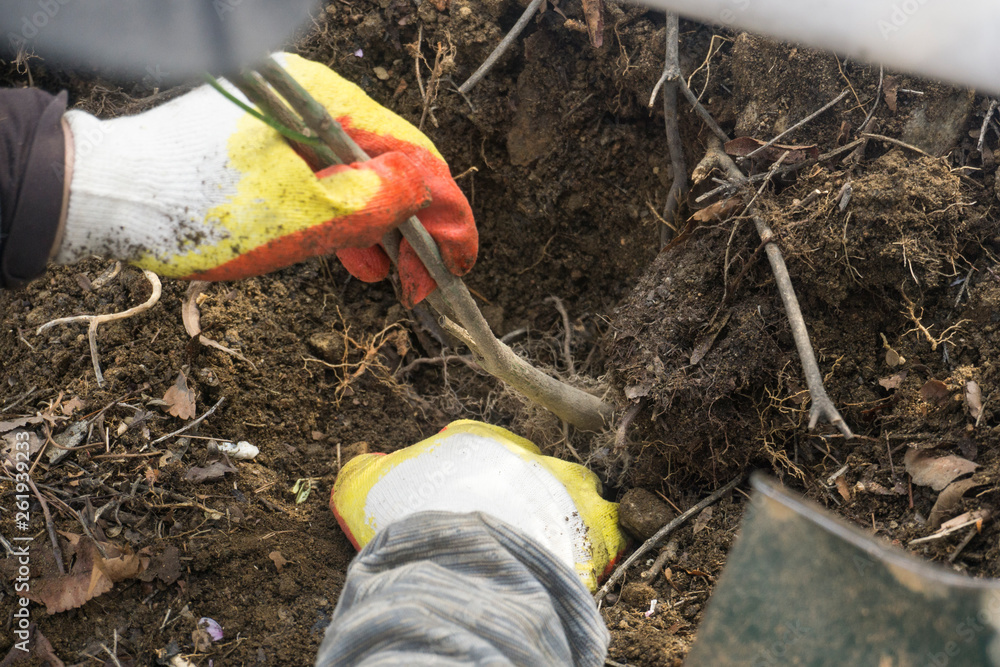Obraz premium A man shovel digs the ground and plant the tree.