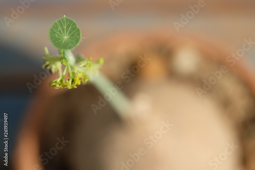 Closeup shot at leaf of Little Stephania erecta Craib, euphorbia plant. photo