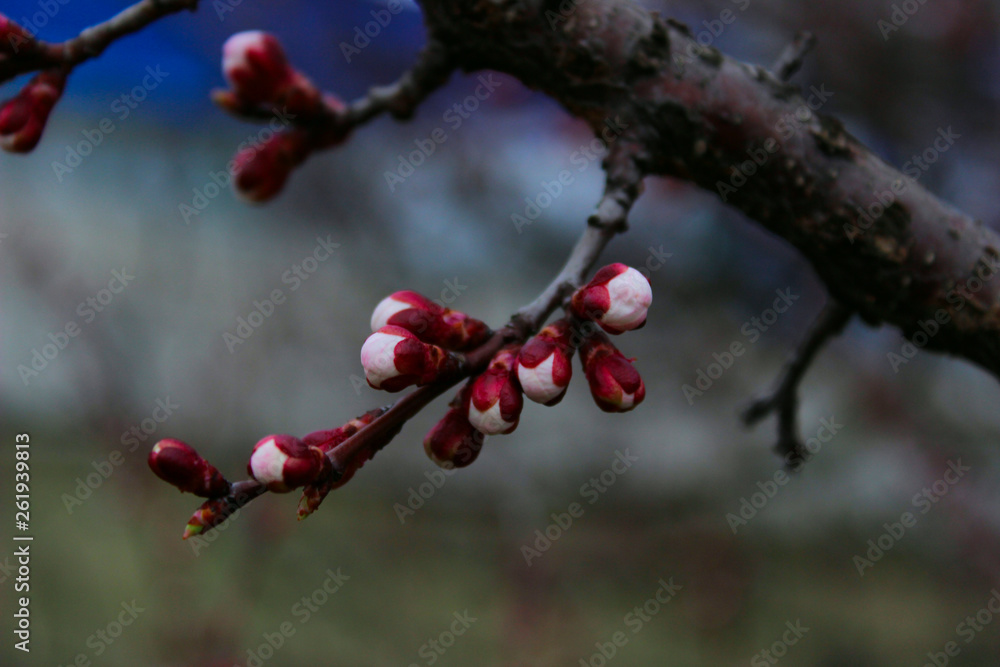 Fototapeta premium Blurred Shot Of Branch. Cropped Shot Of Blooming Tree. Abstract Nature Background.