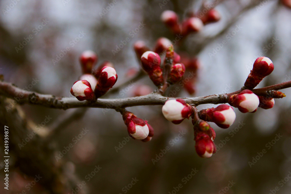 Blurred Shot Of Branch. Cropped Shot Of Blooming Tree. Abstract Nature Background. Blurred Shot Of Branch. Cropped Shot Of Blooming Tree. Abstract Nature Background.