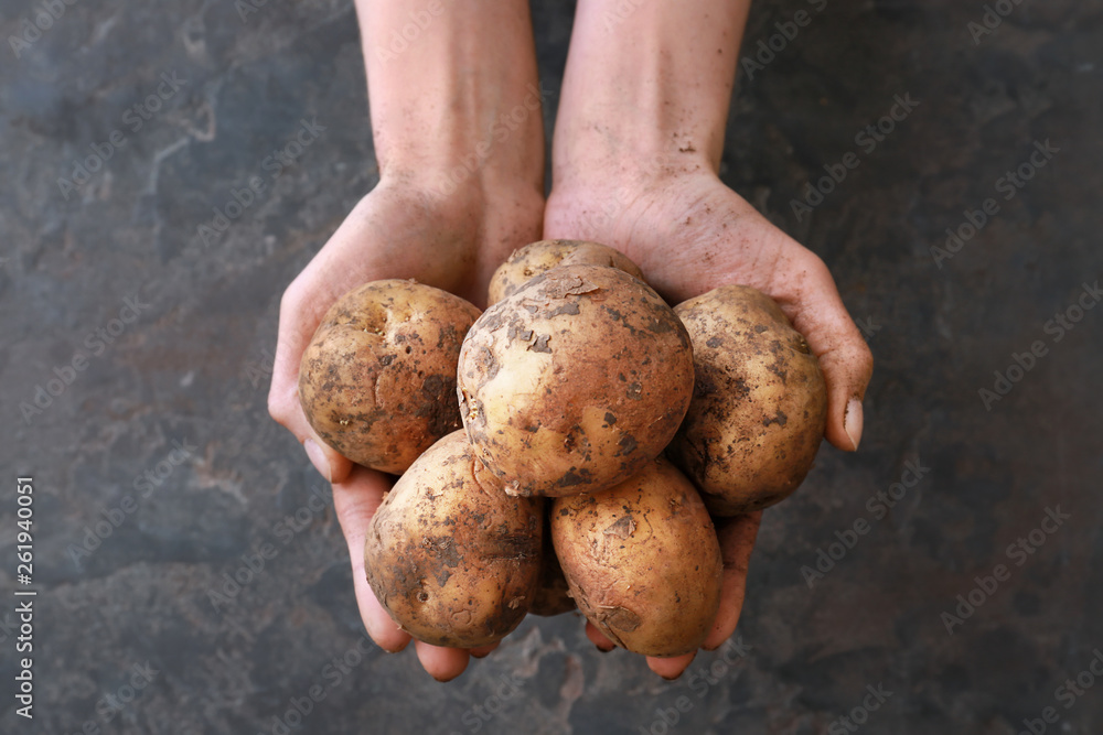 Female hands with raw potatoes on dark background Female hands with raw potatoes on dark background
