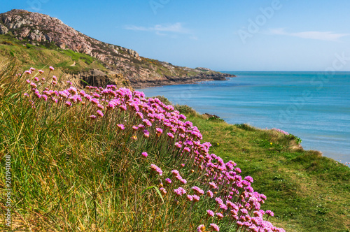Photo Delicate pink sea thrift, Armeria maritima, growing on the Irish East Coast in a beautiful landscape of green grass, rocky cliffs and turquoise water