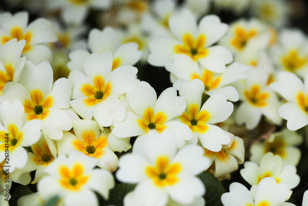 primula flower nature background close up view primula flower nature background close up view