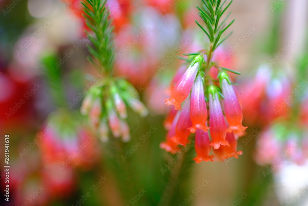 Macro view of beautiful colorful cute clear crystal red Japanese style flower in full blossom Macro view of beautiful colorful cute clear crystal red Japanese style flower in full blossom