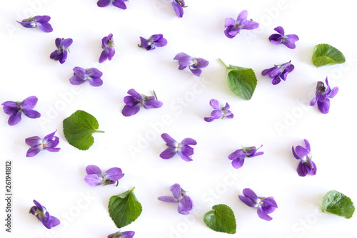 Pattern from Viola odorata flowers isolated on white background, flat lay, top view. The concept of spring, floral background.
