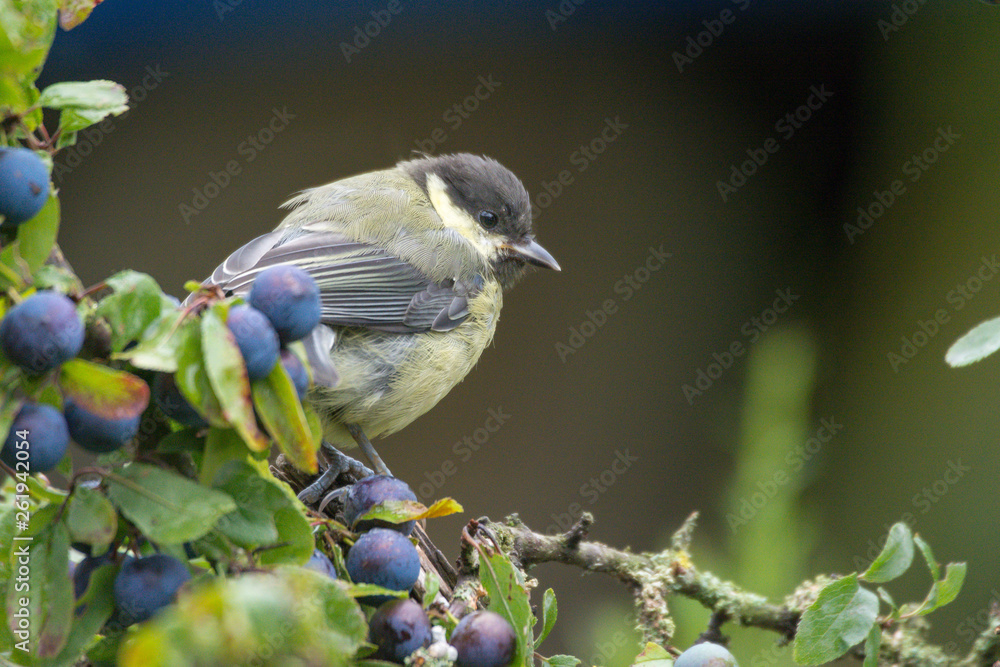 Obraz premium Kohlmeise