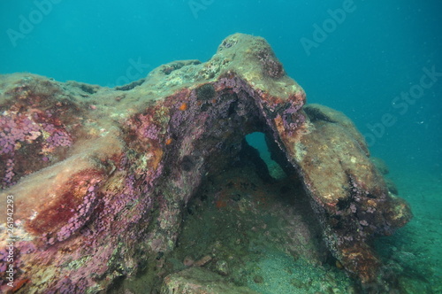 Large rock on sea bottom with crevice covered with bright purple compound tunicates Hypsistozoa fasmeriana. photo