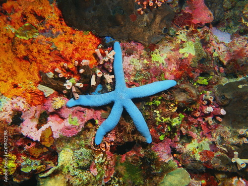 The amazing and mysterious underwater world of Indonesia, North Sulawesi, Bunaken Island, starfish