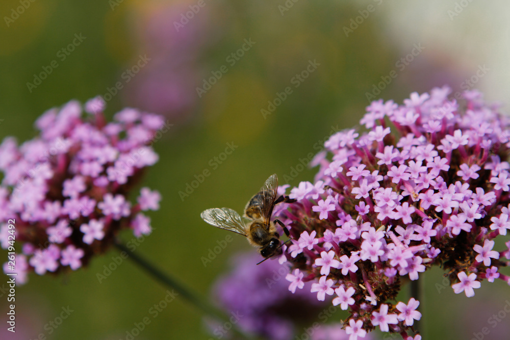 dunkle Honigbiene auf lila Blüten dunkle Honigbiene auf lila Blüten