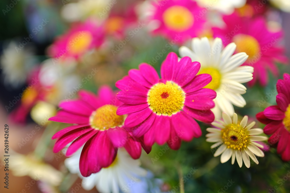 Macro view of beautiful colorful yellow pink purple white cute chrysanthemum Calendula flower in full blossom Macro view of beautiful colorful yellow pink purple white cute chrysanthemum Calendula flower in full blossom