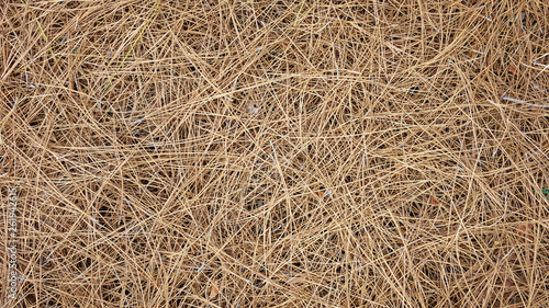 Bild auf Leinwand Natural background of dry pine needles of Pinus canariensis on the ground, view