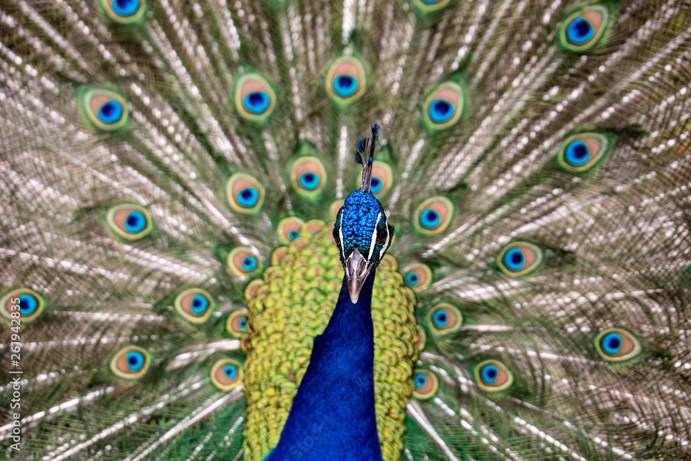 Fototapeta premium Paw