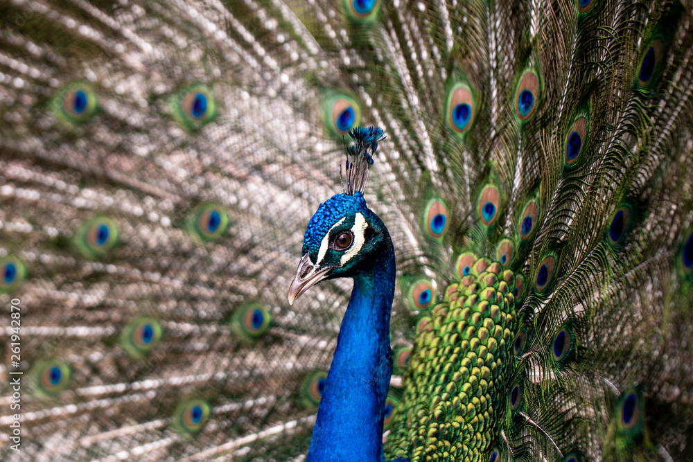 Fototapeta premium Peacock