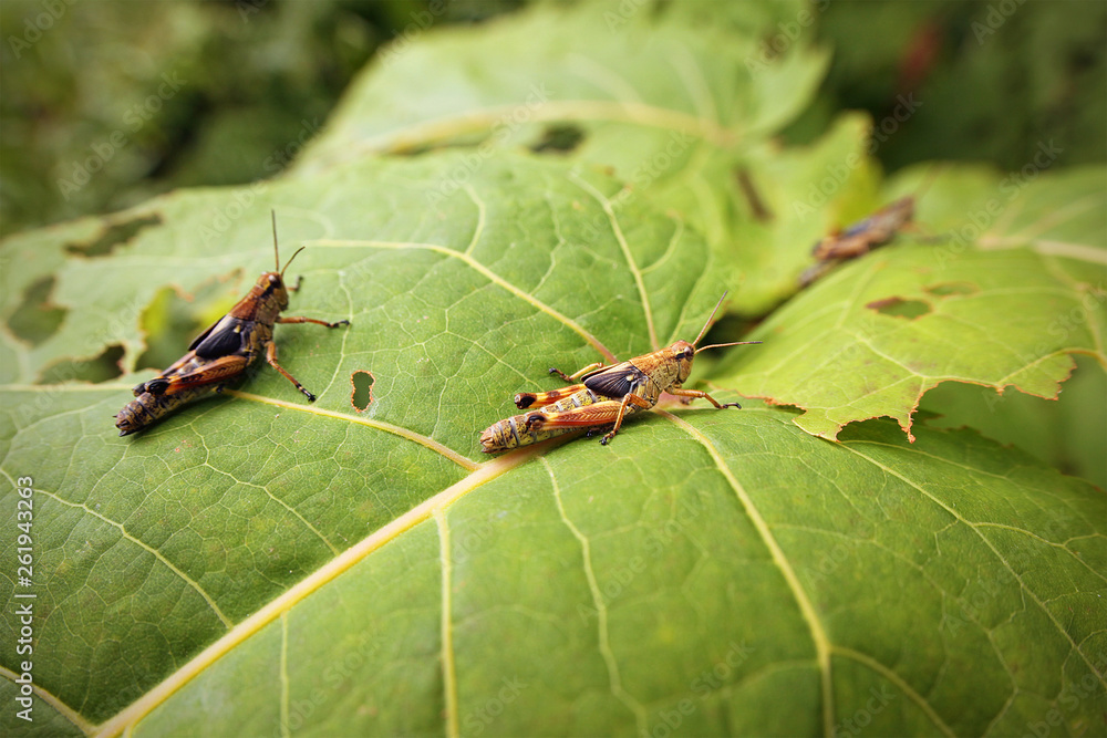 Hungry locust larvae Hungry locust larvae