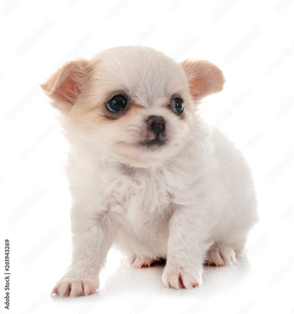 puppy chihuahua in studio