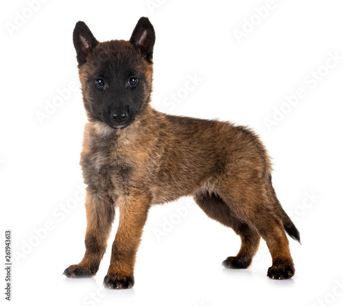 puppy malinois in studio