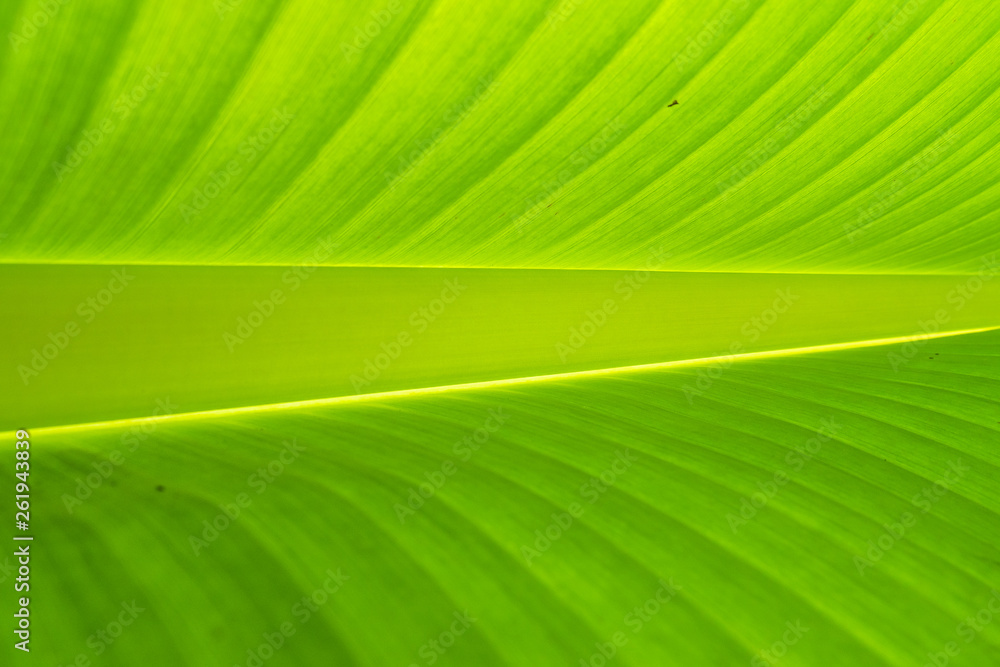 Soft Focus, Close-up Banana Leaf, Green Leaf Texture Background Soft Focus, Close-up Banana Leaf, Green Leaf Texture Background