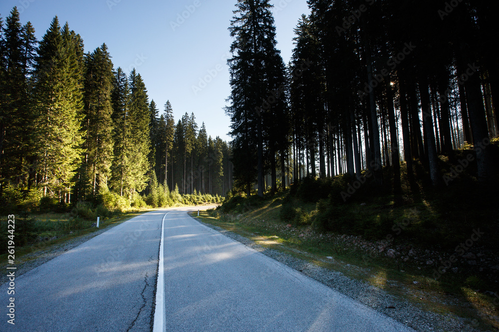 Desolate road through healthy spruce forest in the morning sunshine.