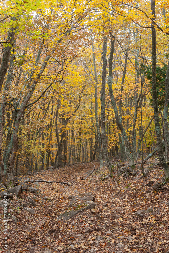 Hiking path covered with autumnal foliage through beech forest in mountains on Crimean peninsula Hiking path covered with autumnal foliage through beech forest in mountains on Crimean peninsula