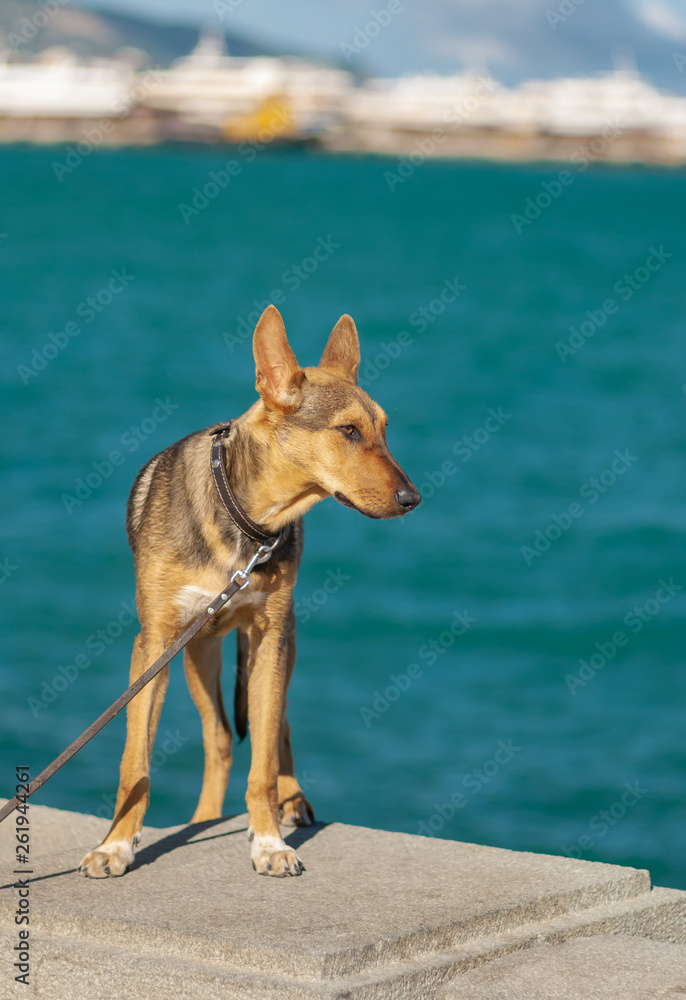 Outdoor portrait of cute mixed-breed dog standing on a parapet in Yalta port and looking into the distance.