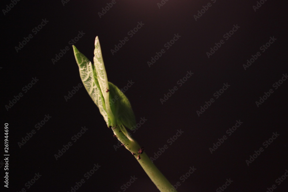 Bean Sprout germinating. Isolated on black background. Spring time lapse. Growing plant.