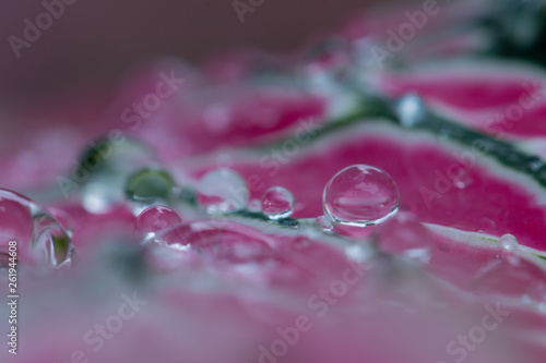 Selective focus drop of water on pink and green leaf abstract background.