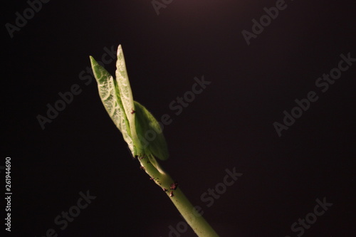 Bean Sprout germinating. Isolated on black background. Spring time lapse. Growing plant.