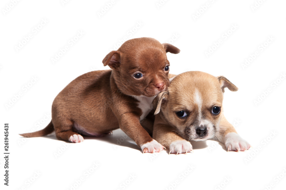 Studio shot of adorable chihuahua puppies. Age one month. 