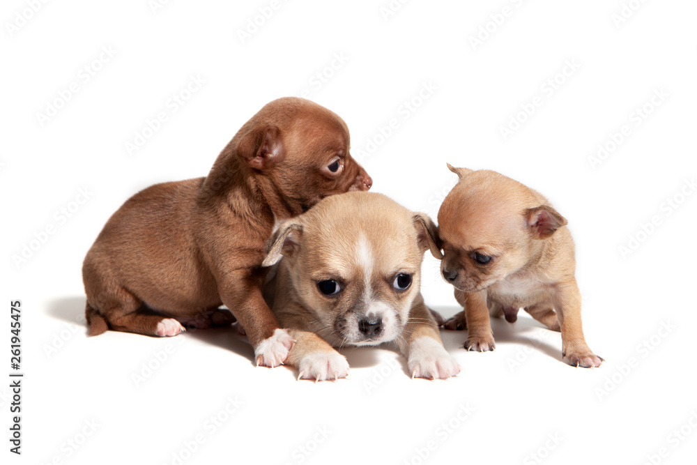 Studio shot of adorable chihuahua puppies. Age one month. 