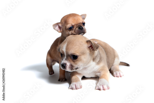 Studio shot of adorable chihuahua puppies. Age one month. 