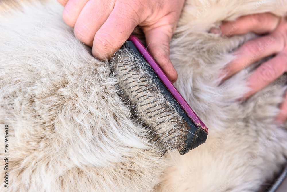 Shedding dogs. Concept of spring moulting dogs. Hands lump wool Siberian husky and rakers brush. Shedding dogs. Concept of spring moulting dogs. Hands lump wool Siberian husky and rakers brush.