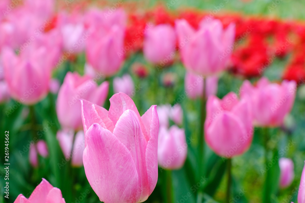 tulip flower garden