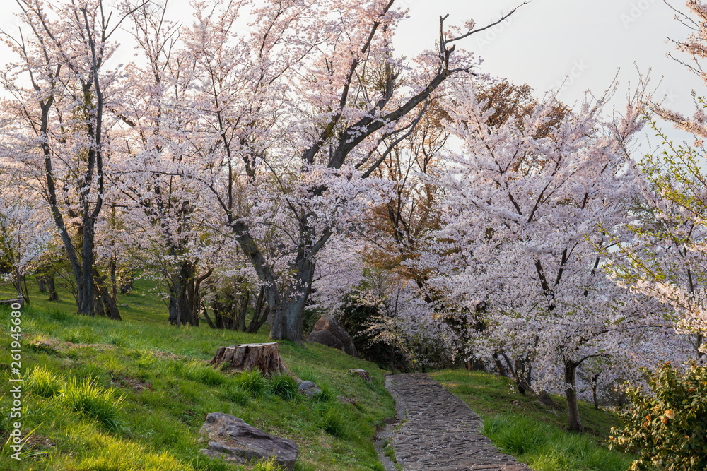 Cherry blossoms at Mt.shiude in the Seto Inland Sea (promenade) ,Shikoku,Japan