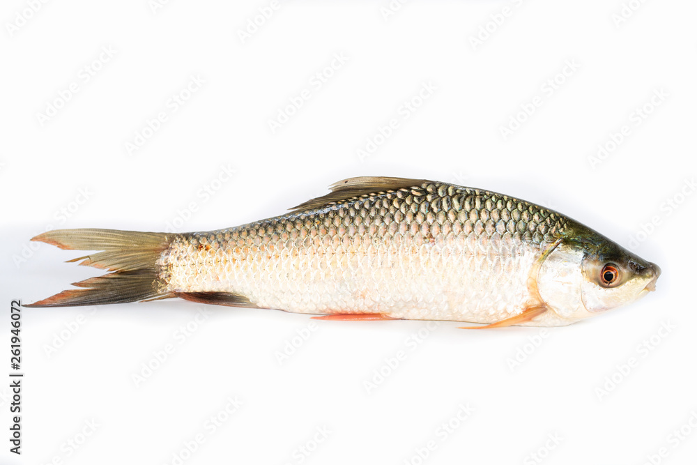 Nile tilapia fish isolated on white background, fish meat. Yisok fish,